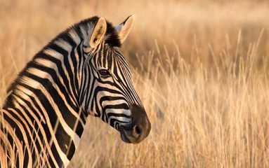 Abwaschbare Fototapete Zebra Zebra links Portrait