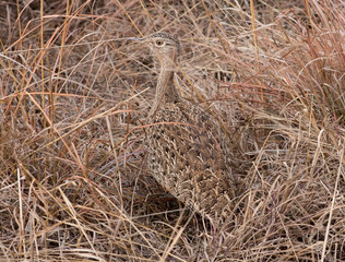 Camouflage bird