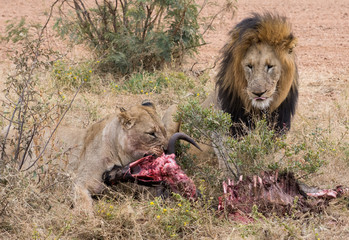 Lion and Lioness with Kill