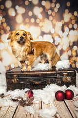 Hund freut sich auf Weihnachten
