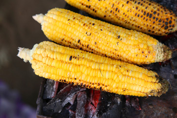 Fresh roasted or grilled corncobs. Grilled Corn for sale on the street.