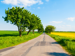 Fototapeta na wymiar Summer landscape with asphalt road, green trees, yellow rape field and blue sky. Czech countryside.