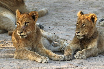 Close up of lion in the Kruger National Park, South Africa