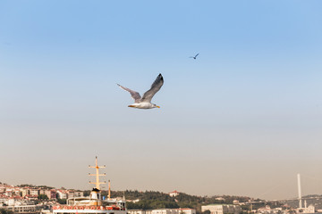 Fototapeta na wymiar Seagulls flying over Bosphorus strait in Istanbul