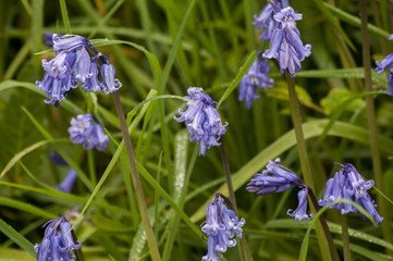 Bluebell Cluster