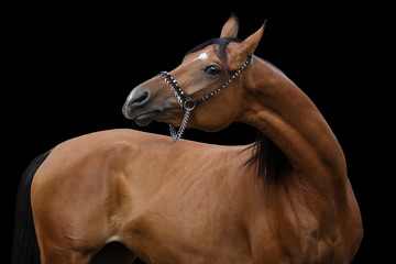 Bay arabian horse on black background isolated