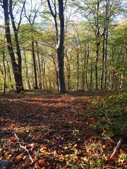 Red carpet of leaves in mountain forest in autumn