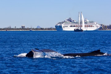 Whale cruising 