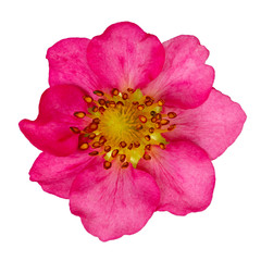 Pink flower strawberries isolated. Bud of a blossoming plant is photographed close-up.