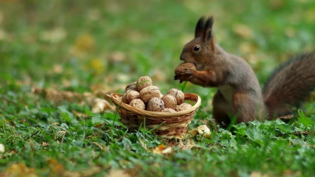 Squirrel Gnaws Nuts in the Woods
