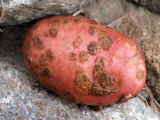 Common scab 2