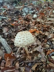 Parasol mushroom , Macrolepiota procera, in autumn forest 