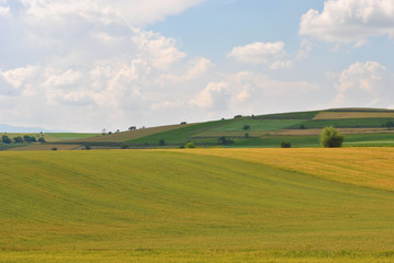 Meadow landscape in spring.