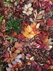 Autumn forest ground cover with colorful red, yellow and brown leaves 