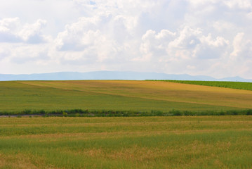 Obraz premium Meadow landscape in spring.