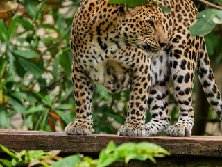 leopard