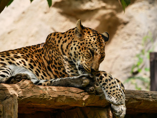 leopard