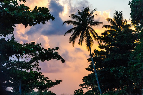 Palm trees on a rainforest at sunset on tropical exotic island