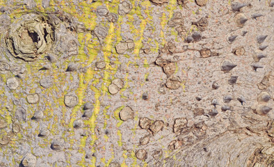 old tree trunk background