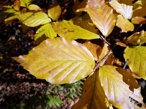 Colored beech leaf, (Fagus sylvatica), Autumn-colors,