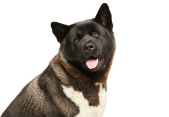 American Akita dog head on white background