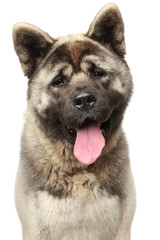 American Akita on white background