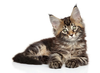 Maine Coon kitten on white background