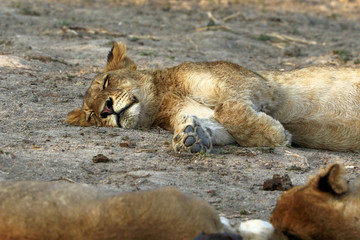 Close up of lion in the Kruger National Park, South Africa