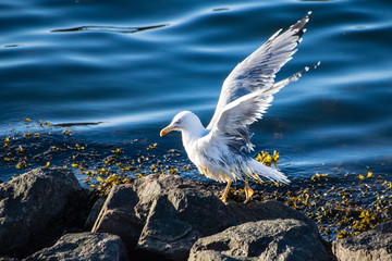 Seagull with out stretched wings perched on rocks by edge of the sea 