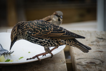 Starling wild bird scavenging for scraps of food from a discarded dinner plate