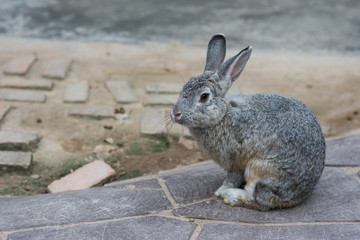 Gray bunny portrait