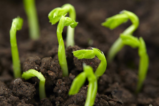 bean seedling growing