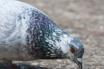 white dove eating seeds
