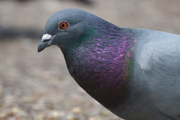 attentive dove looking to the camera