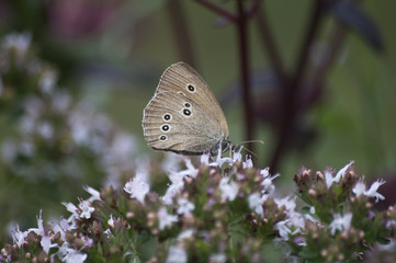 Grey butterfly on the meadow
