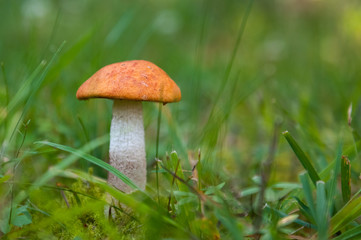 Mushroom in the grass.