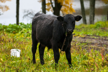 Black cow on the grass.
