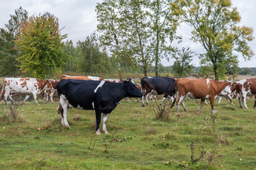 Cows on the field