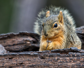 Squirrel eating seeds