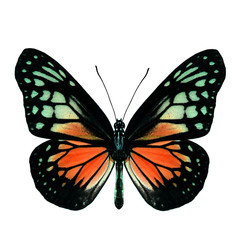 Fototapeta na wymiar Fascinated Orange butterfly, the Yellow Glassy Tiger upper wing part in fancy color profile isolated over white background