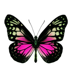 Fascinated Pink butterfly, the Yellow Glassy Tiger upper wing part in fancy color profile isolated over white background