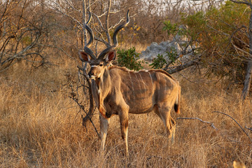 Kudu Antelope in Kruger National Park, South Africa