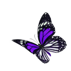 Beautiful flying purple and stripe wings butterfly, Danaus melanippus, Black Veined Tiger or White Tiger isolated on white background, fascinated nature