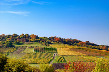 Hügel mit Weingärten im Herbst