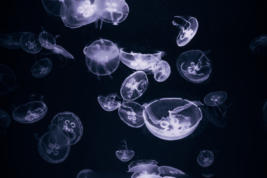 Luminous Jellyfish