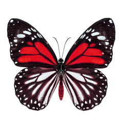 Exotic red butterfly, White Tiger (Danaus melanippus) upper part in fancy color profile isolated on white background, beautiful nature