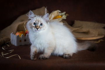 Obraz premium Purebred beautiful Neva masquerade cat, kitten on a brown background. Harvest of autumn vegetables and fruits in baskets as decoration.