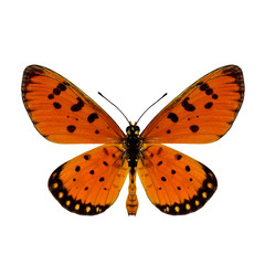 Tawny Coster (Acraea terpsicore) exotic orange butterfly in natural color with fully wings stretched isolated on white background, fascinated nature