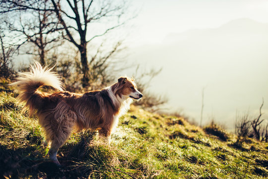 Portrait of border collie in nature