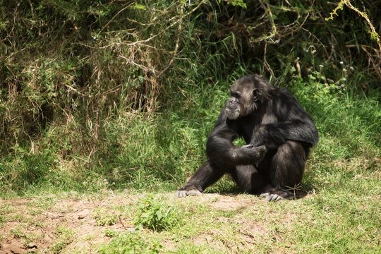 African Male Chimp